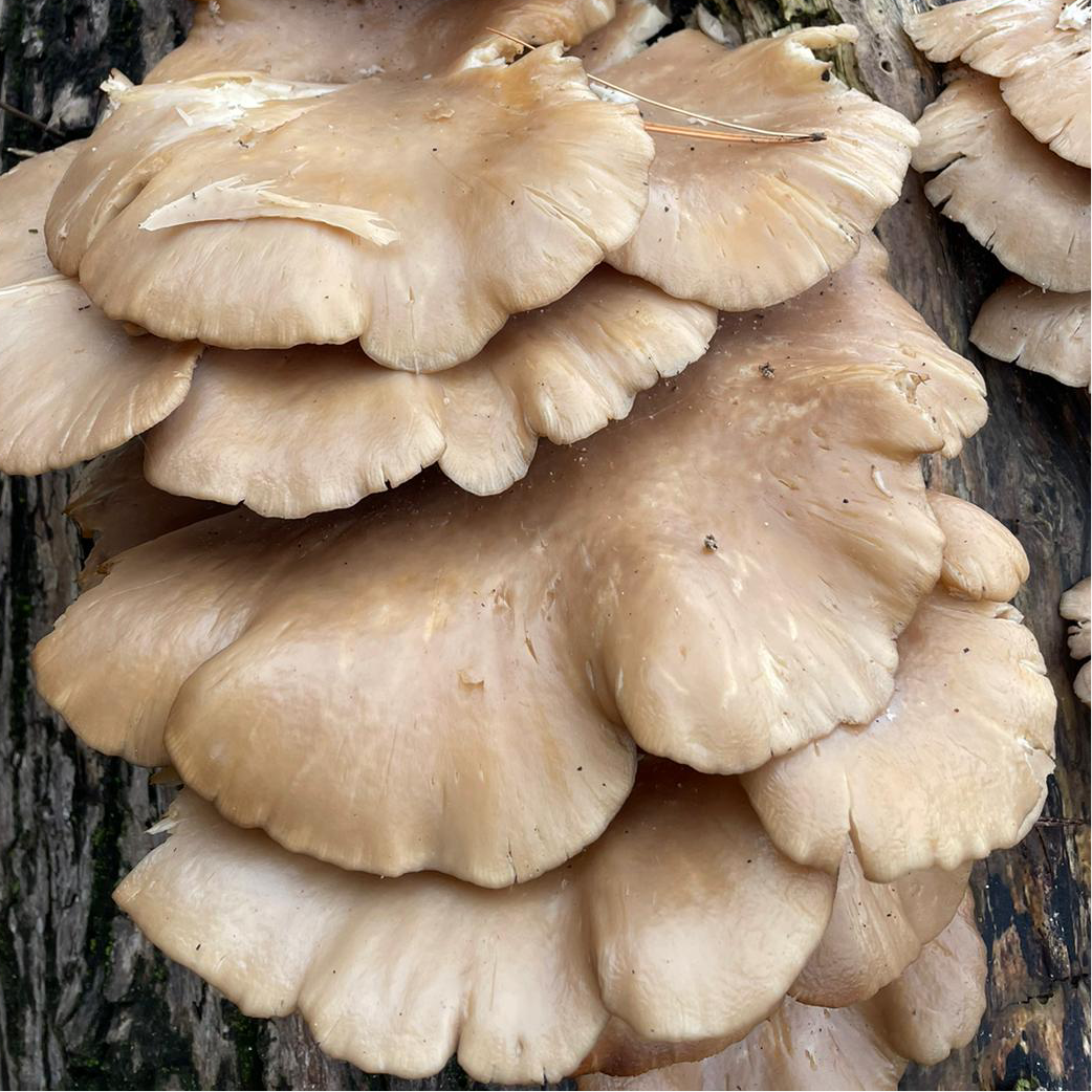 pleurotus ostreatus liquid culture from Jurassic coast mushrooms 