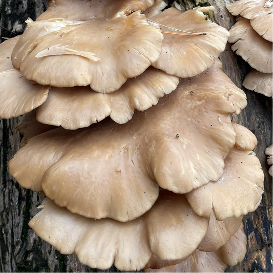 pleurotus ostreatus liquid culture from Jurassic coast mushrooms 