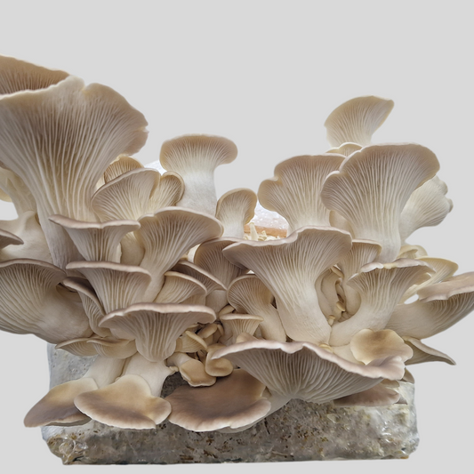 pleurotus pulmonarius liquid culture from Jurassic coast mushrooms 