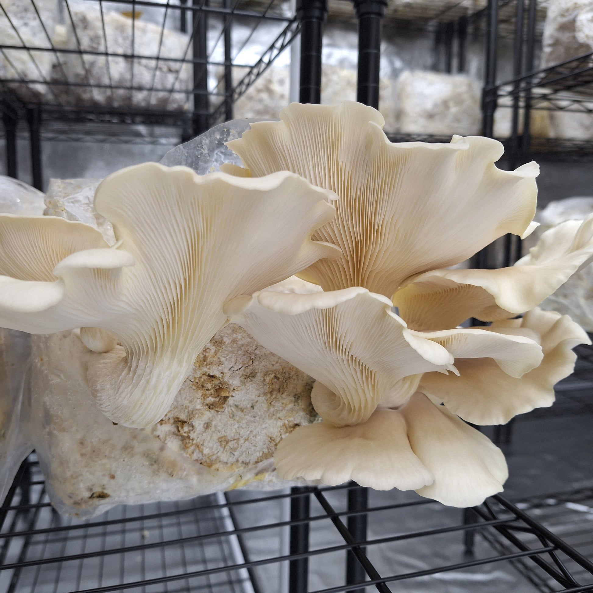 pleurotus pulmonarius native liquid culture from Jurassic coast mushrooms 