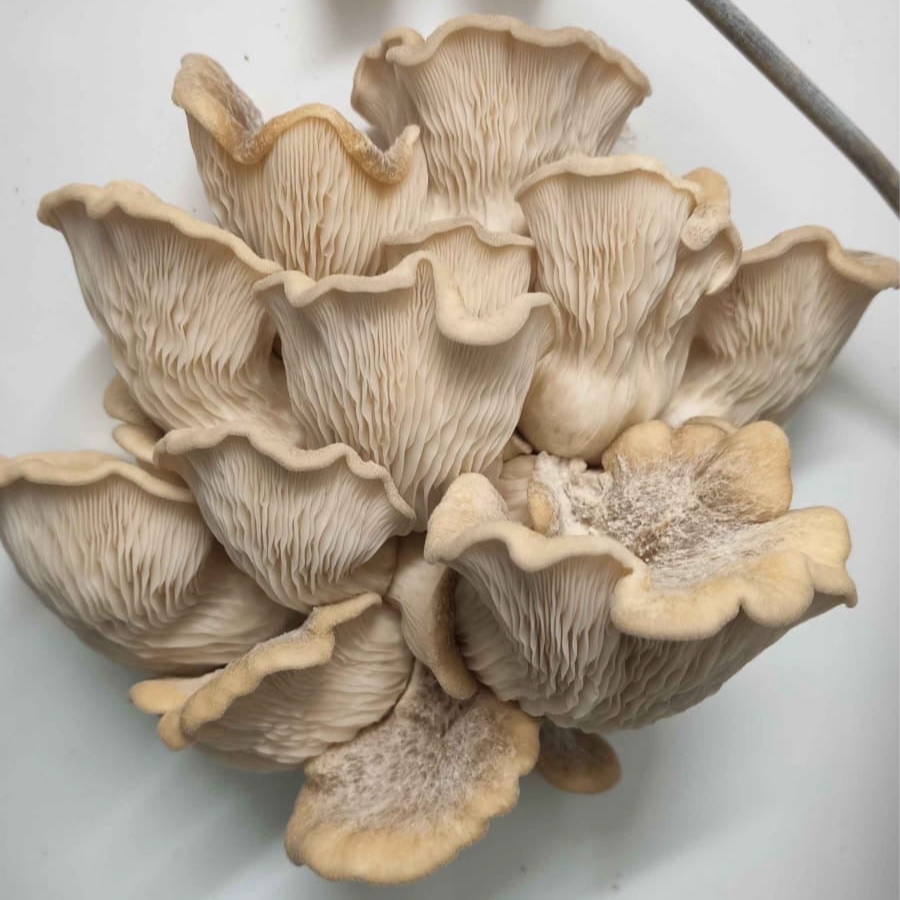 pleurotus pulmonarius native liquid culture from Jurassic coast mushrooms