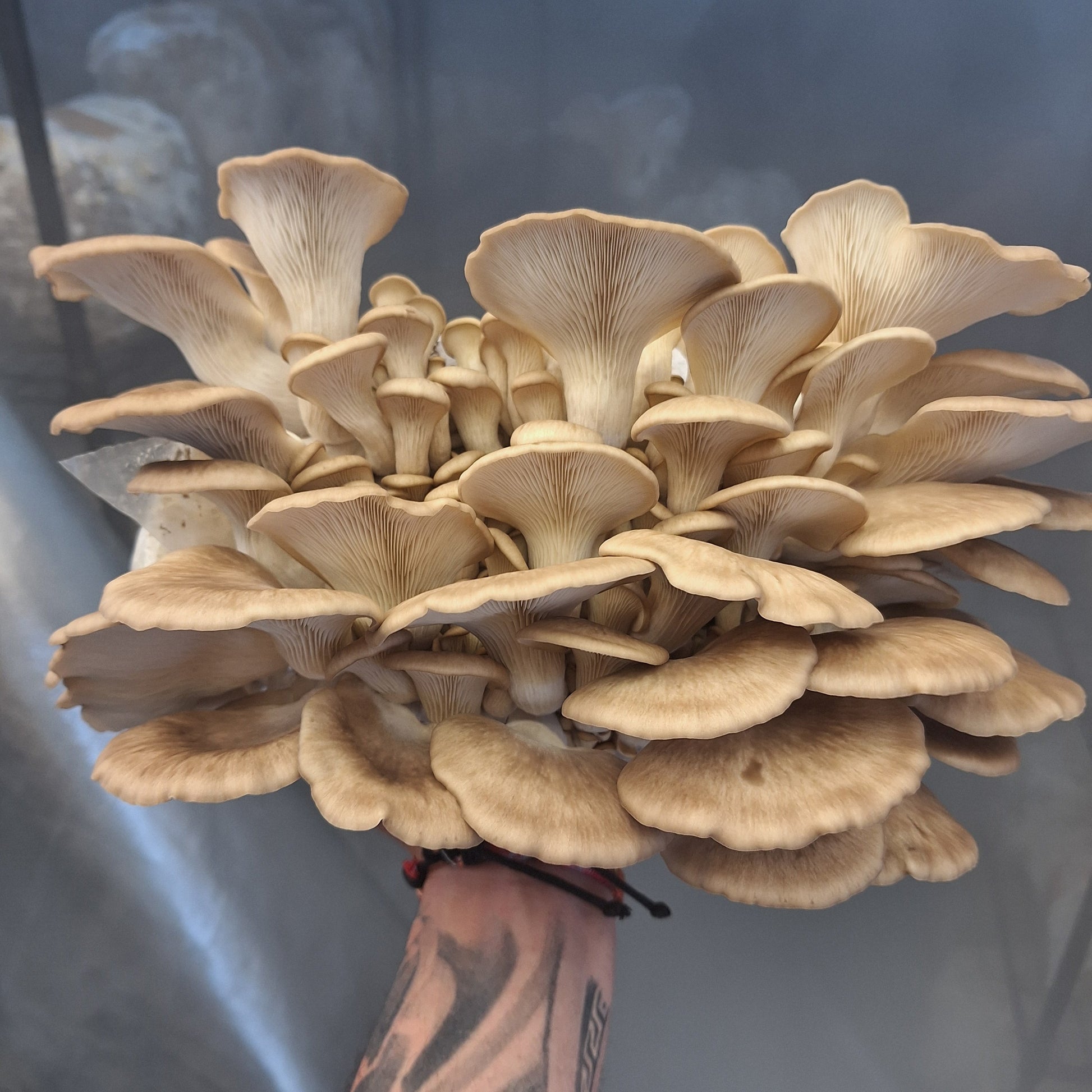 pleurotus ostreatus native liquid culture from Jurassic coast mushrooms 