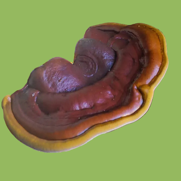 polychromum liquid culture from Jurassic coast mushrooms