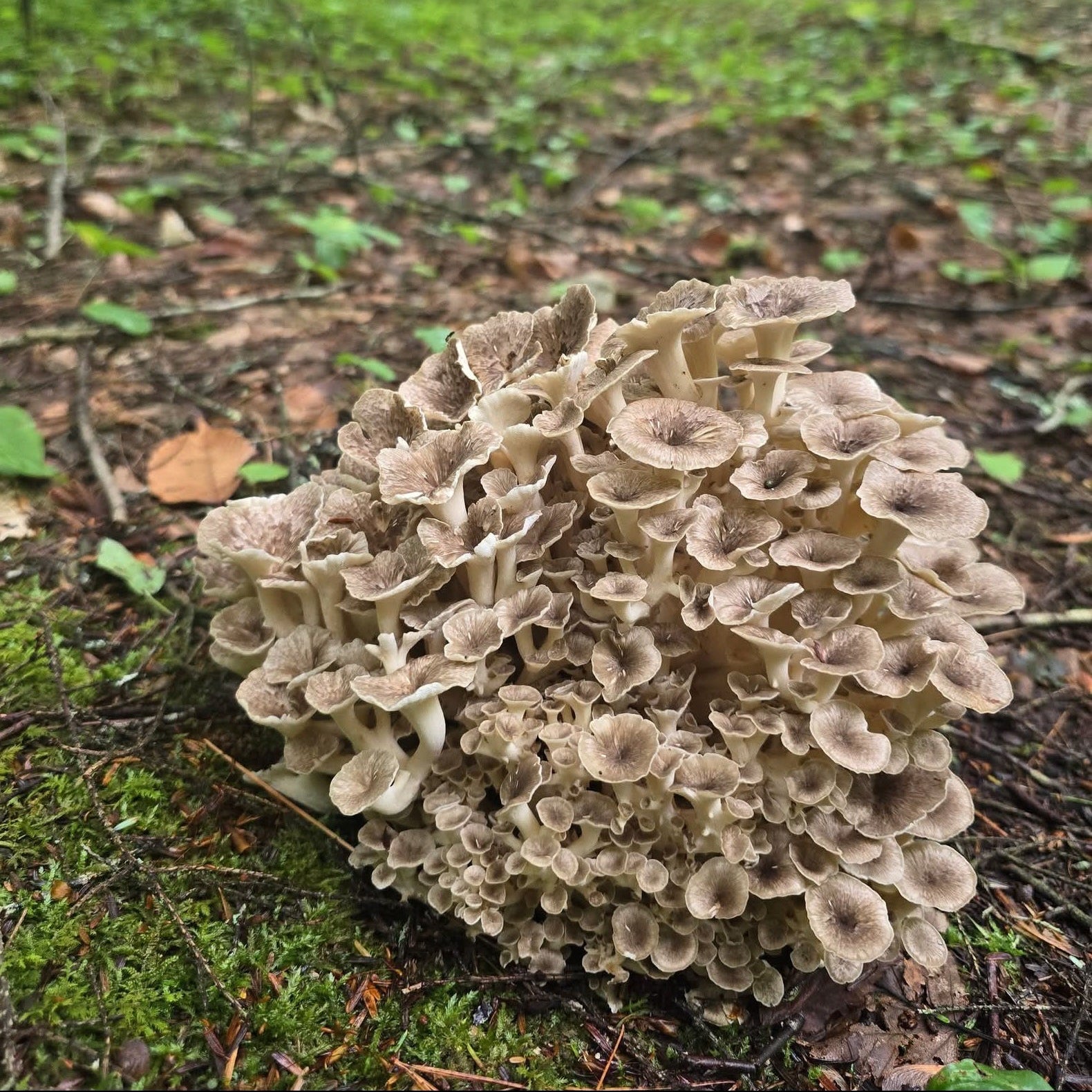 polyporus umbellatus liquid culture from Jurassic coast mushrooms 