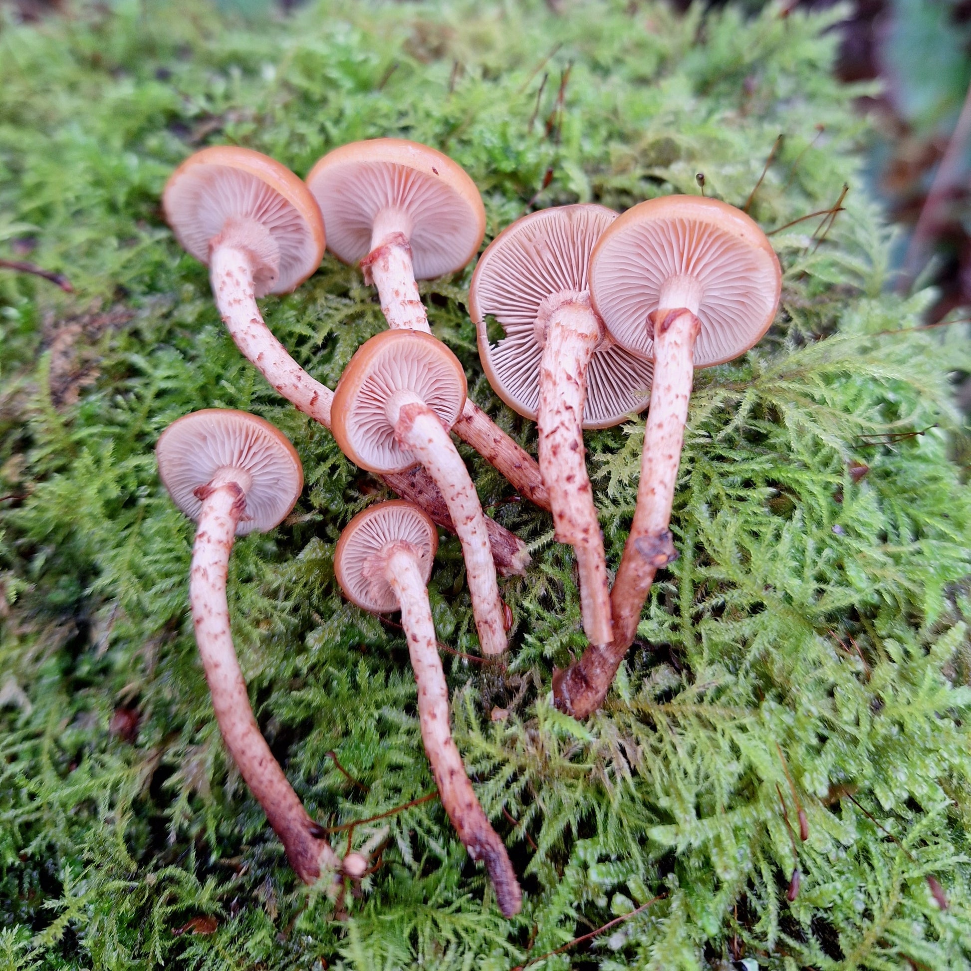 sheathed woodtuft liquid culture from Jurassic coast mushrooms 