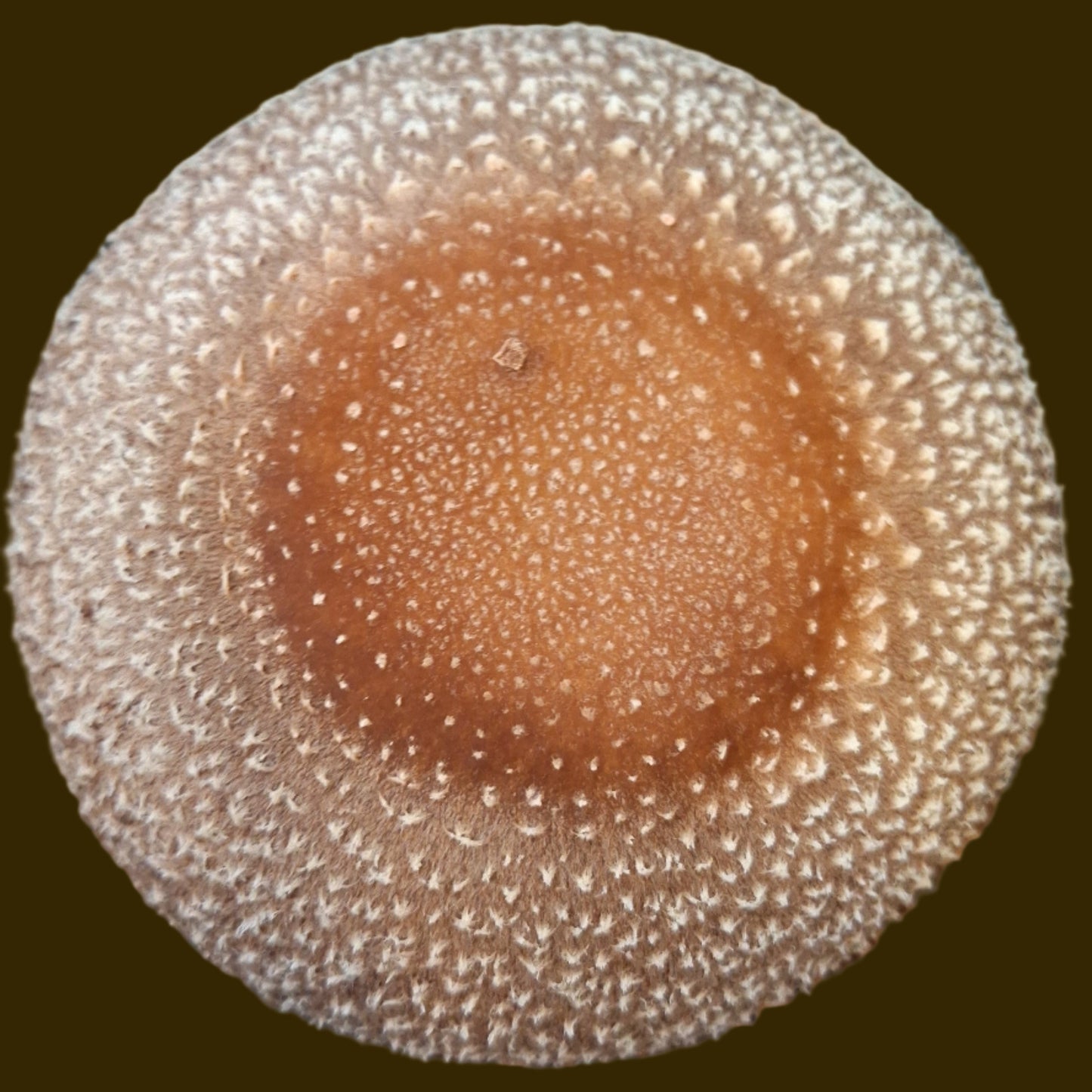 shiitake liquid culture from Jurassic coast mushrooms 