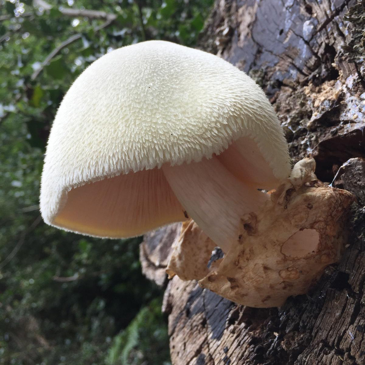silky rose gill native liquid culture from Jurassic coast mushrooms 