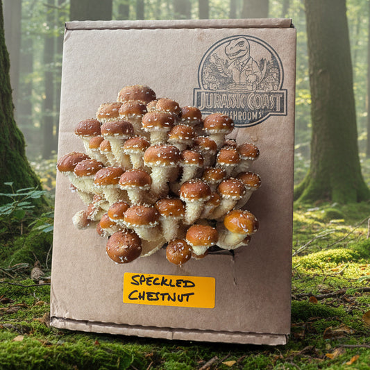 Speckled Chestnut Mushroom Grow Kit from Jurassic Coast Mushrooms