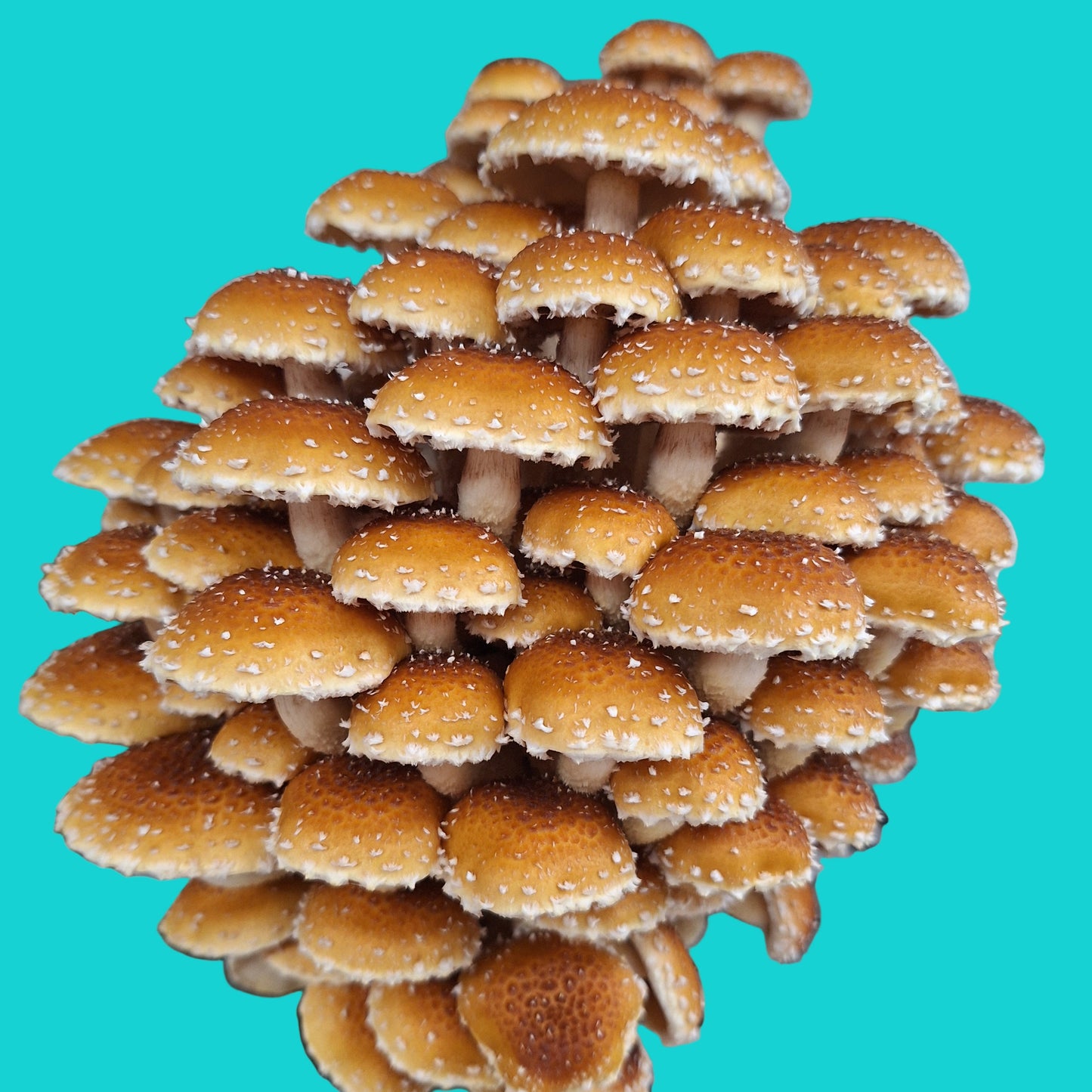 speckled chestnut liquid culture from Jurassic coast mushrooms 