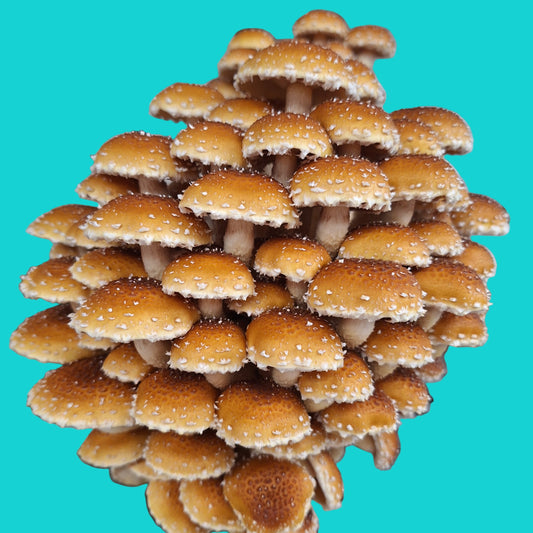 speckled chestnut liquid culture from Jurassic coast mushrooms 