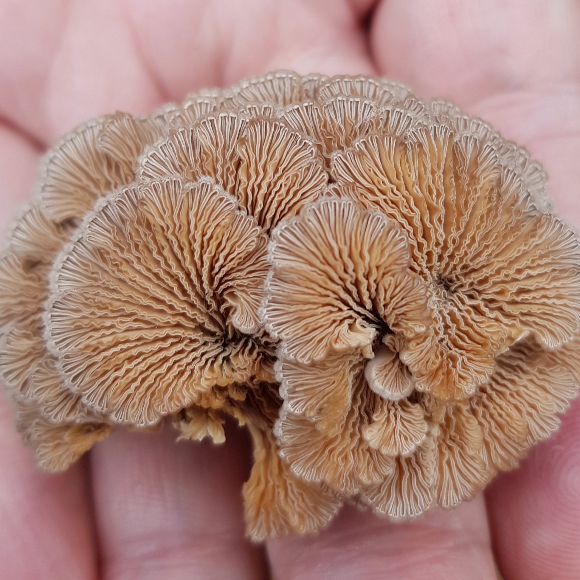 split gill liquid culture from Jurassic coast mushrooms 