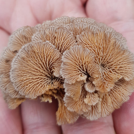 split gill liquid culture from Jurassic coast mushrooms 