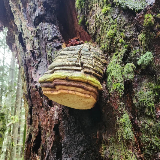 Fomitopsis officinalis - JCMAG025 (Agarikon Mushroom) Liquid Culture