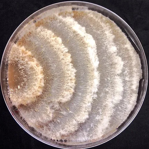 Pestalotiopsis microspora - JCMPE21 (Plastic Eating Mushroom) Liquid Culture