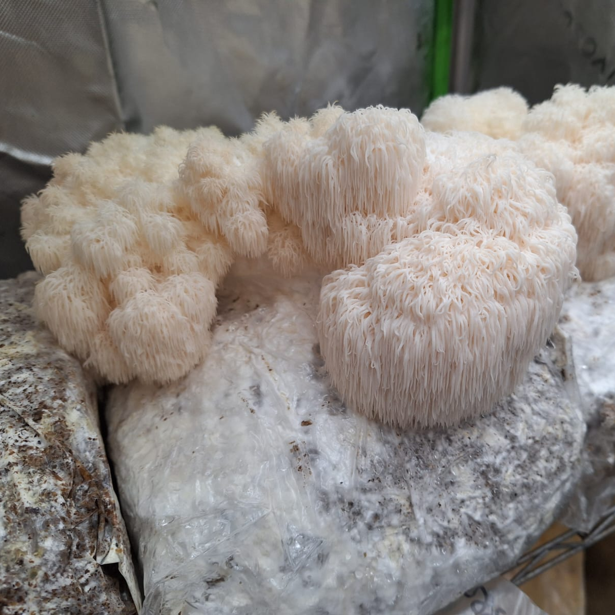 Commercial Fruiting Blocks