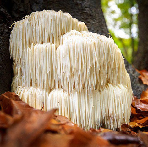 hericium erinaceus native liquid culture from Jurassic coast mushrooms 