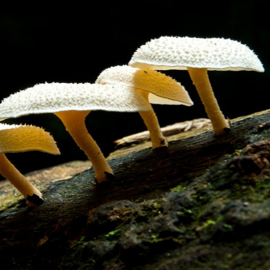 Pestalotiopsis microspora - JCMPE21 (Plastic Eating Mushroom) Liquid Culture
